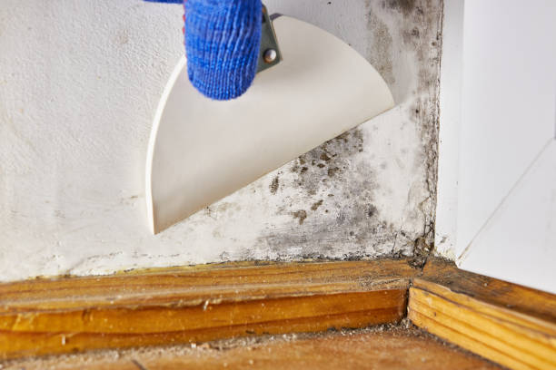 Best Mold Documentation for Insurance Claims  in Anthony, KS